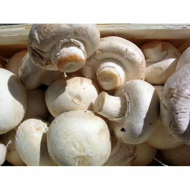 

Jamur Kancing / Champignon Fresh 200 gram
