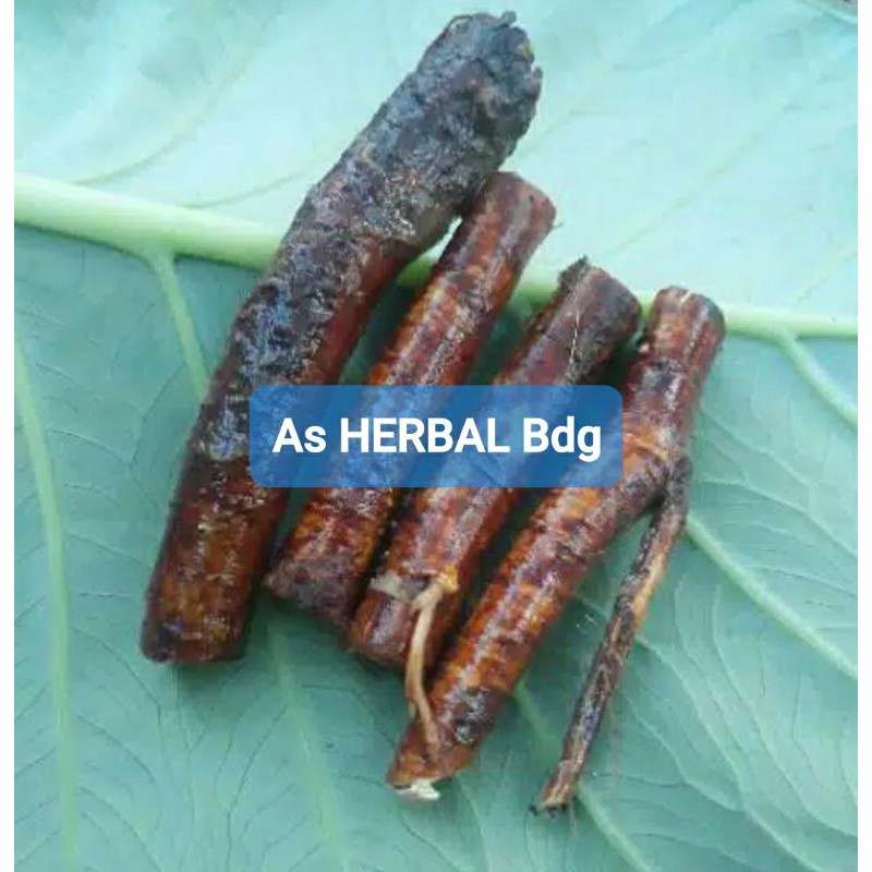 

Akar awar awar akar pohon awar awar segar 1 kg-az