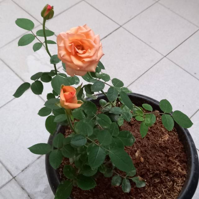 fariah.g79