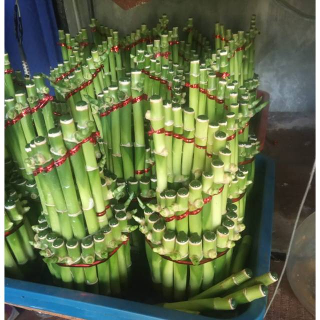 Bambu hoki/tanaman hias bambu hoki