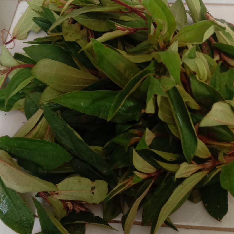 

Daun senggani atau sengduduk per 500 gram-az