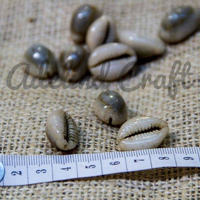 Kerang dakon 50biji / kerang kuwuk