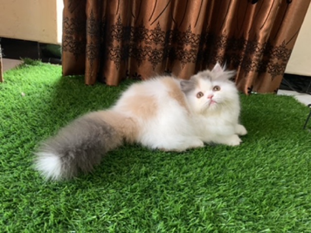 Posha_cat Face&amp;Body Cleanser Shampoo kucing 🇰🇷 | shampo kucing anti rontok dan bebas noda | repair bulu rusak