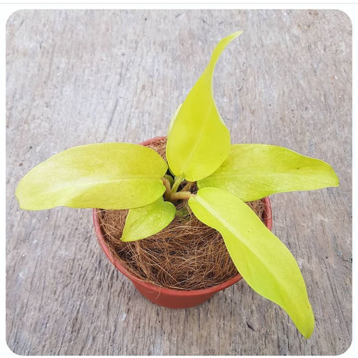 tanaman sirih gading centong - sri gading centong