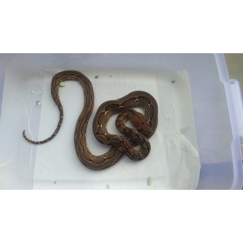 retic normal / retic baby / retic normal