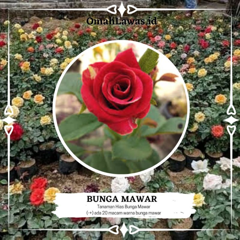 Tanaman Bunga Mawar Hidup Berbunga / Tanaman Hias Bunga Asli