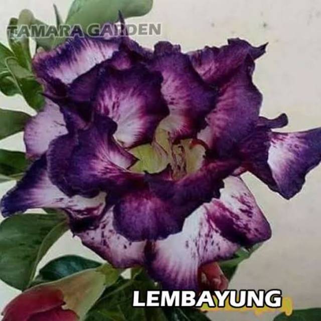 Bibit Bunga Kamboja Adenium Lembayung - Tanaman Hias