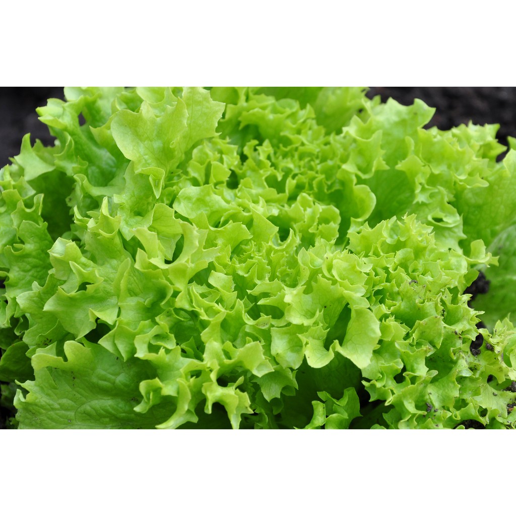 Benih Bibit Biji - Lettuce Fion Green / Selada Keriting Hijau Seeds - Panen Dalam 38 Hari