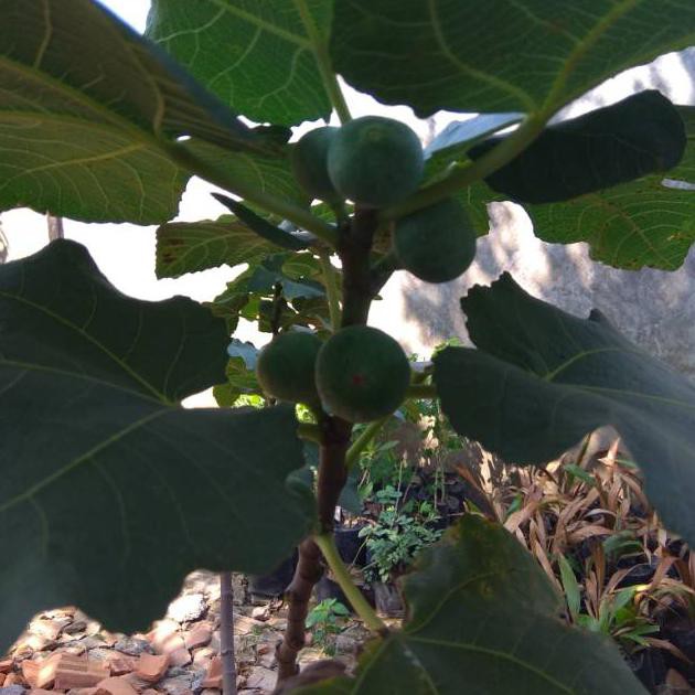 Bibit tanaman buah tin green jordan kw a