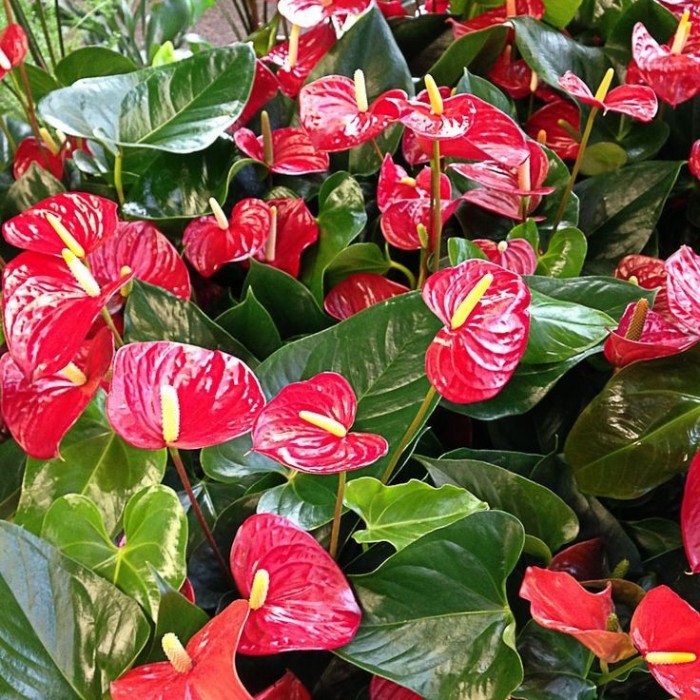 Anthurium Mickey Mouse Merah / Tanaman Hias Hidup Indoor