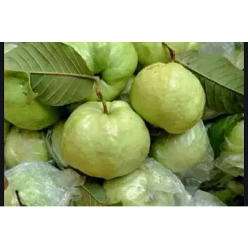 

jambu kristal