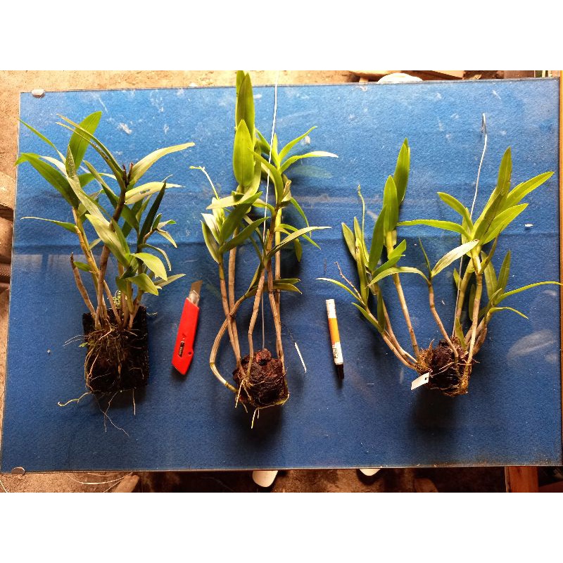 BUNGA HIAS LARAT ANGGREK DENDROBIUM