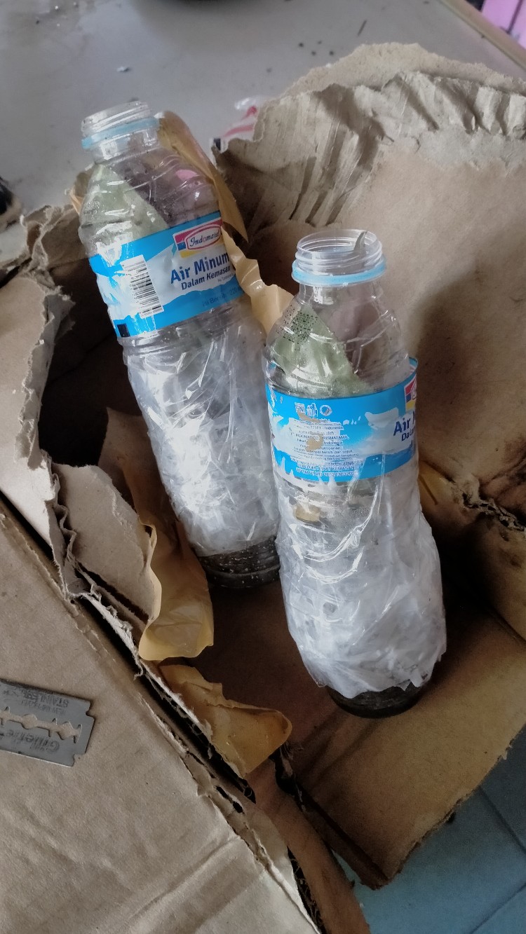 Syngonium Pink Perfection Asli