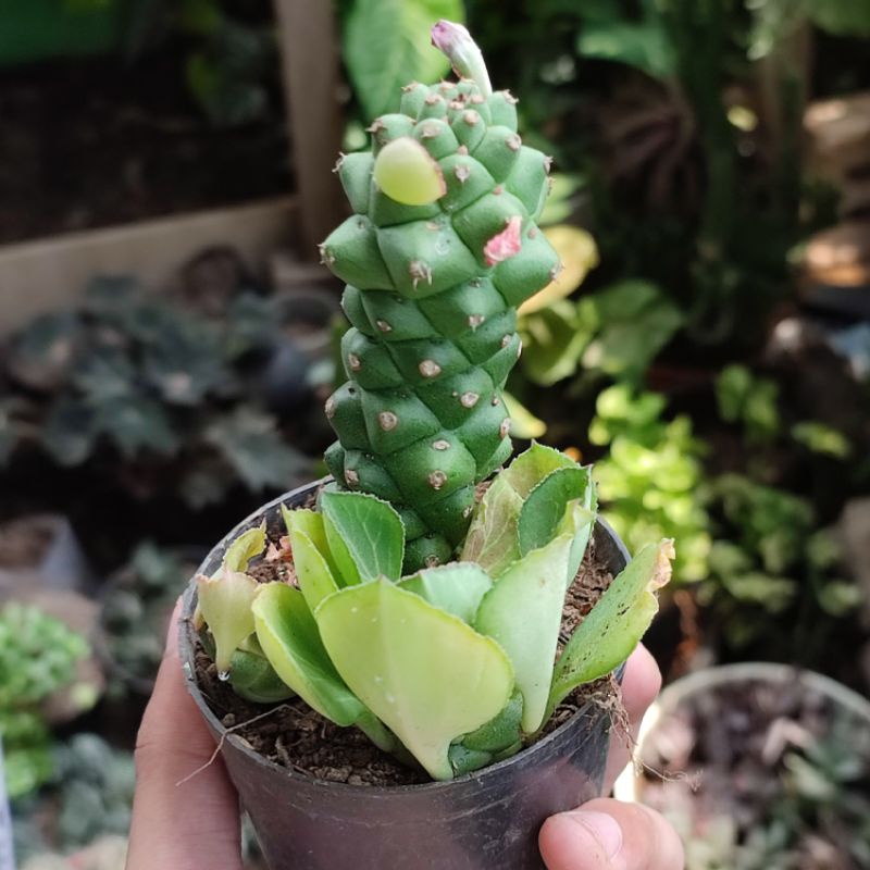 Sukulen Monadenium Ritchie cluster
