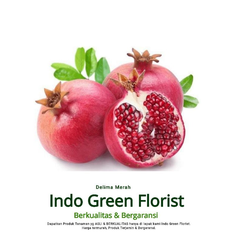 Bibit Delima Merah Berbunga /Bibit Buah Delima merah berbuah