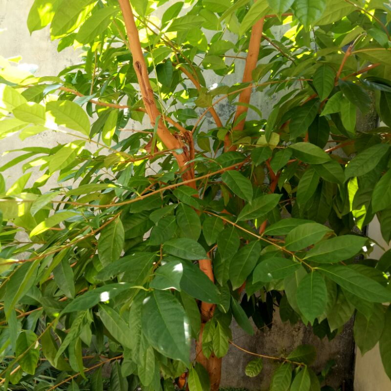 

Daun SALAM SEGAR Langsung Petik
