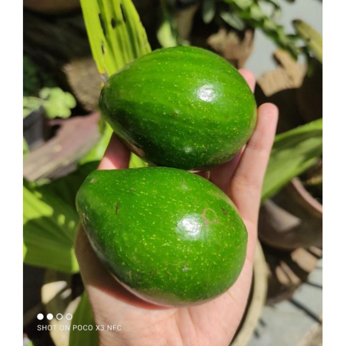 

Alpukat mentega isi 5-6