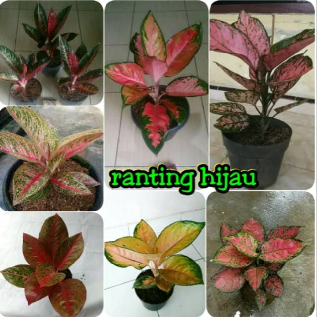 Bibit Bunga Aglonema 7 Jenis Red Sumatra Lady Valentine Sultan Brunai Dut Anjemani Red Stardust Dll Shopee Indonesia