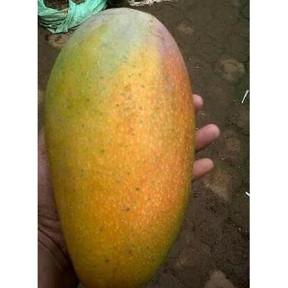 Kw+ Bibit Tanaman Buah Mangga Kio Jay 60Cm Jual C5T