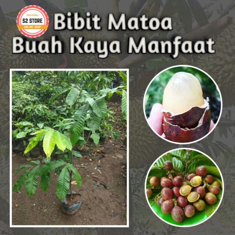 Bibit Matoa Unggul