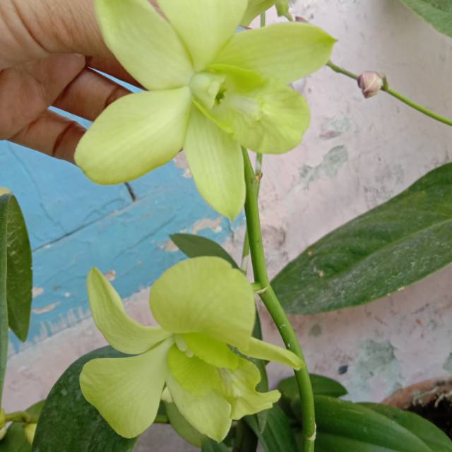Tanaman anggrek dendrobium hijau
