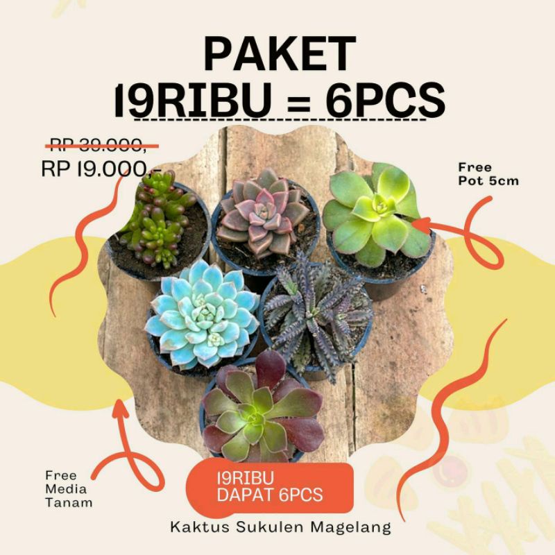 Paket Sukulen 19rb Dapet 6 pot Free Metan dan Pot 5cm