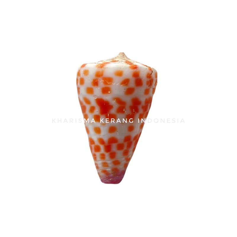 CONUS TESSULATUS SHELL CANGKANG KERANG LAUT HIAS KERANG KOLEKSI CANGKANG KERANG CANGKANG KERANG LAUT