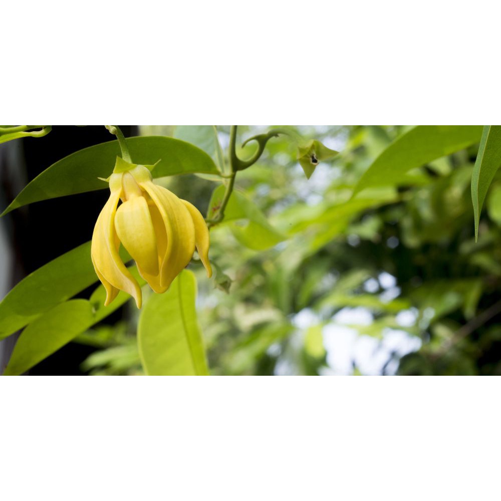 Kenanga - Ylang-ylang - Tanaman Hias