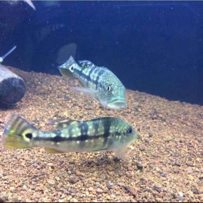 pbass blue azul peacook bass
