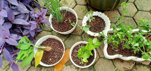 New Produck!! Tanaman Hias Lipstik Gantung Bunga Merah - Tanaman Gantung