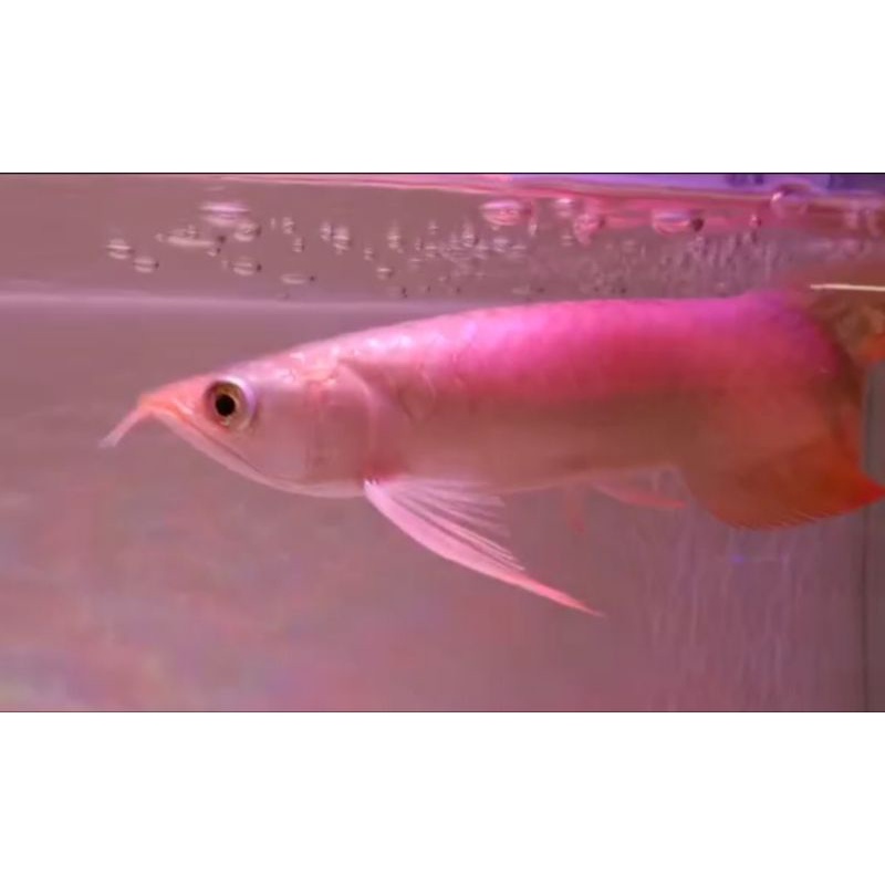 ARWANA SR - AROWANA SUPER RED 22-25cm - 100% SUPER RED - GEN BAGUS - DAYUNG SAMURAI - EKOR KIPAS