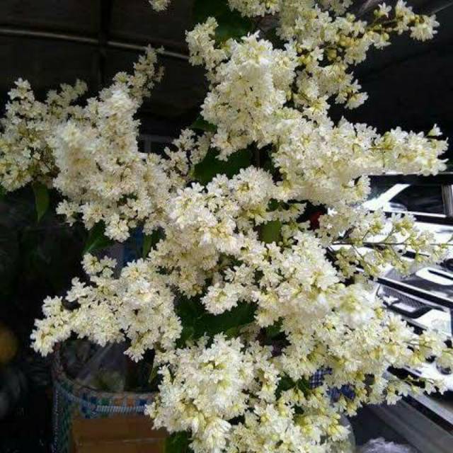 Bibit Bunga PORANA VOLLUBILIS ( HORSE TAIL CREEPER / SNOW VINE )