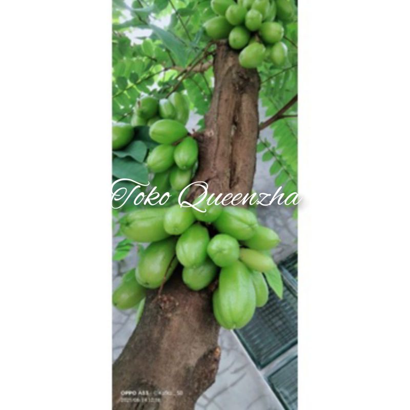 

Belimbing sayur Belimbing wuluh fresh 100 gram baru petik saat ada order