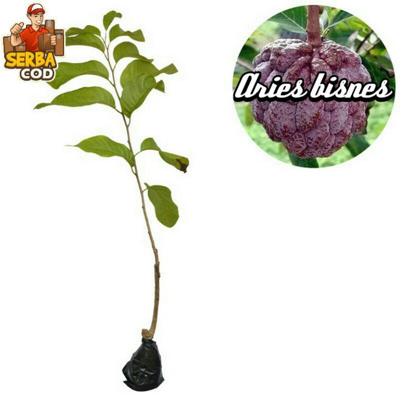 bibit srikaya merah khualitas super