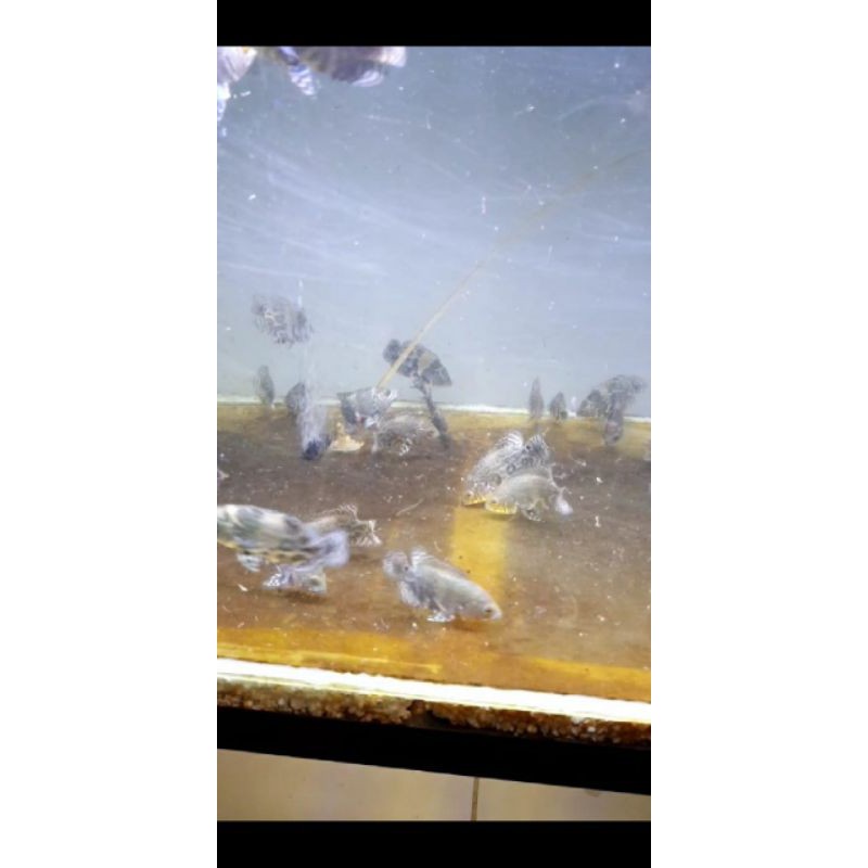 ikan oscar tiger batik