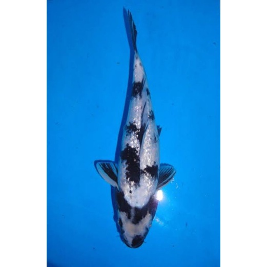 ikan koi shiro bekko ginrin ukuran 20-22cm