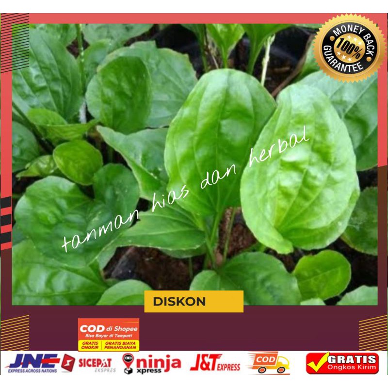 

Ki urat kiurat obat herbal daun sendok ki urat ki urat segar fres 250gram termurah