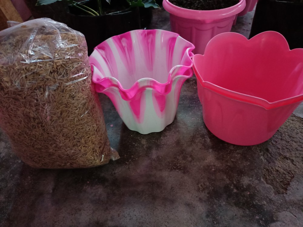 Sekam Padi Murni & Sekam Bakar (repack 500 Gr) | Campuran Media Tanam Kaktus/sekulen/bonsai