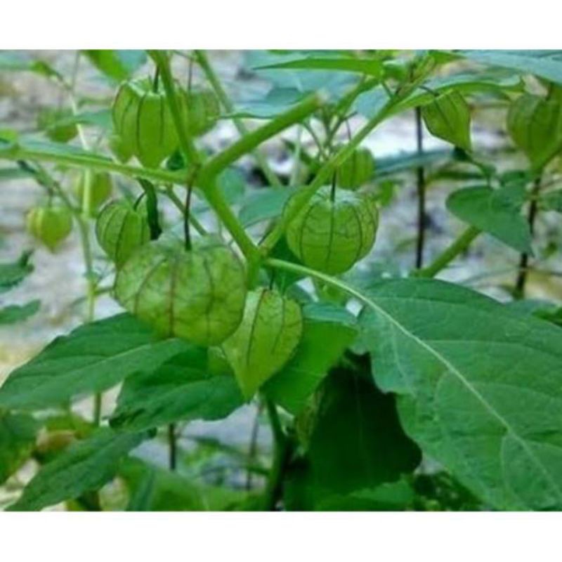 

Daun Ciplukan atau Cecenet Segar 500gr