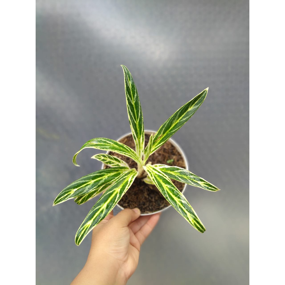 Tanaman Hias Indoor Aglonema Aglaonema Super Pride Green/Bambu