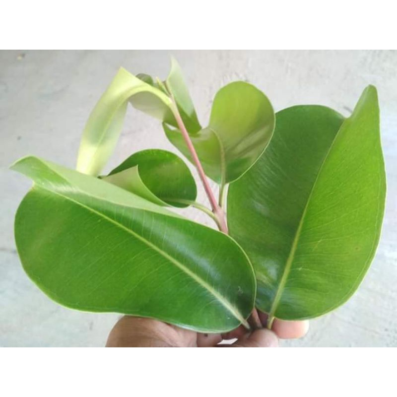 

50 LEMBAR DAUN JAMBLANG/ JUWET FRESH PETIK