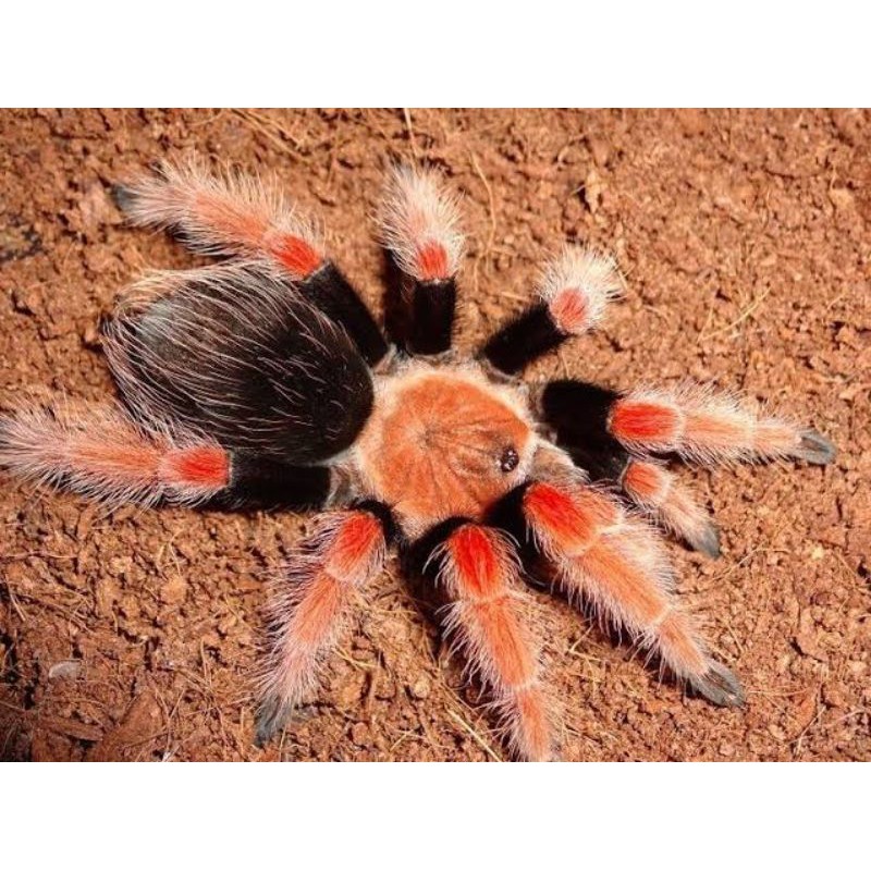 Brachypelma boehmei sling 1cm
