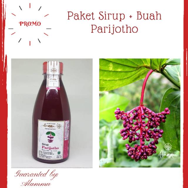 

Paket Sirup Parijoto 350ML | Buah Parijotho 100gr Asli Alammu Muria