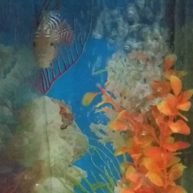 kamfa v8 1000% ori thailand