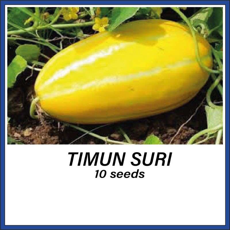 Jual 5 Timun Suri Benih Buah Mentimun Berkualitas Timun Kuning Emas Cocok Buat Berbagai 