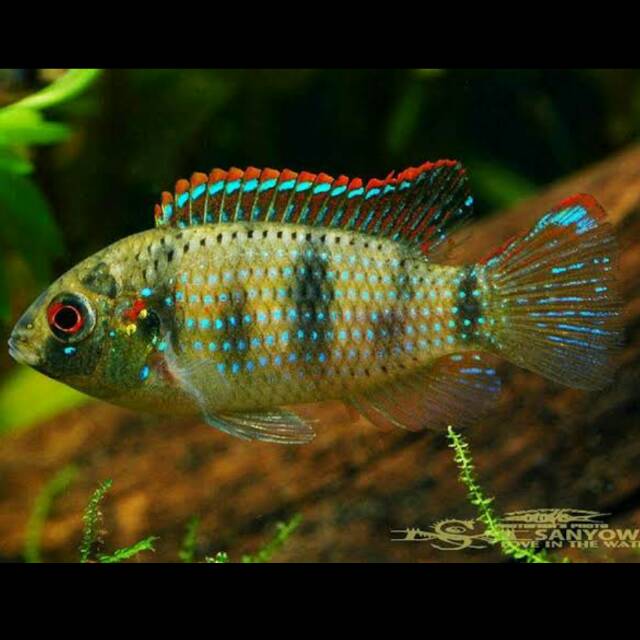 Anomalochromis Thomasi Cichlidae African Butterfly Cichlid Ikan Hias Tawar