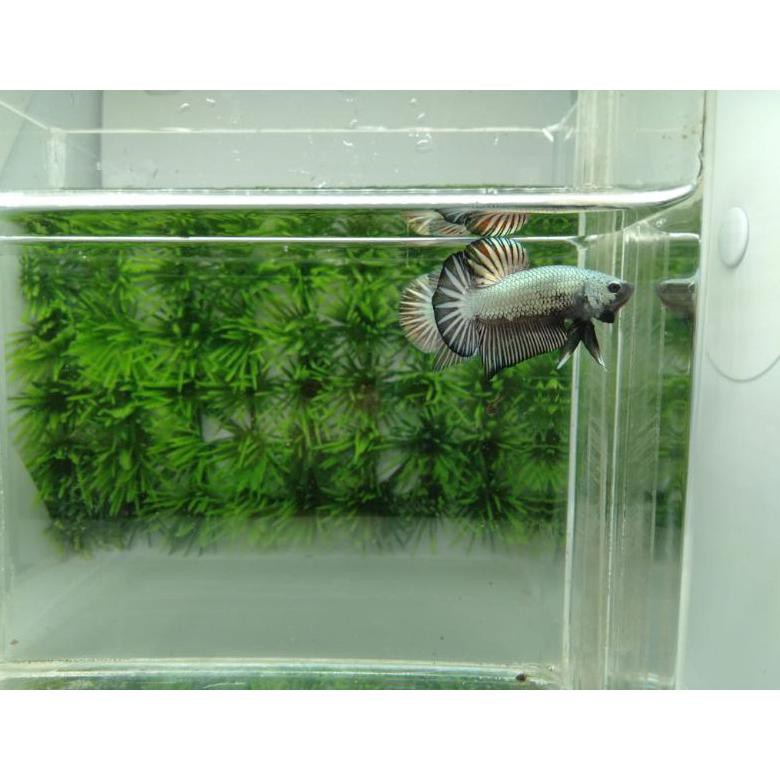 Terbaru Ikan Cupang Hias Jenis Black Cooper