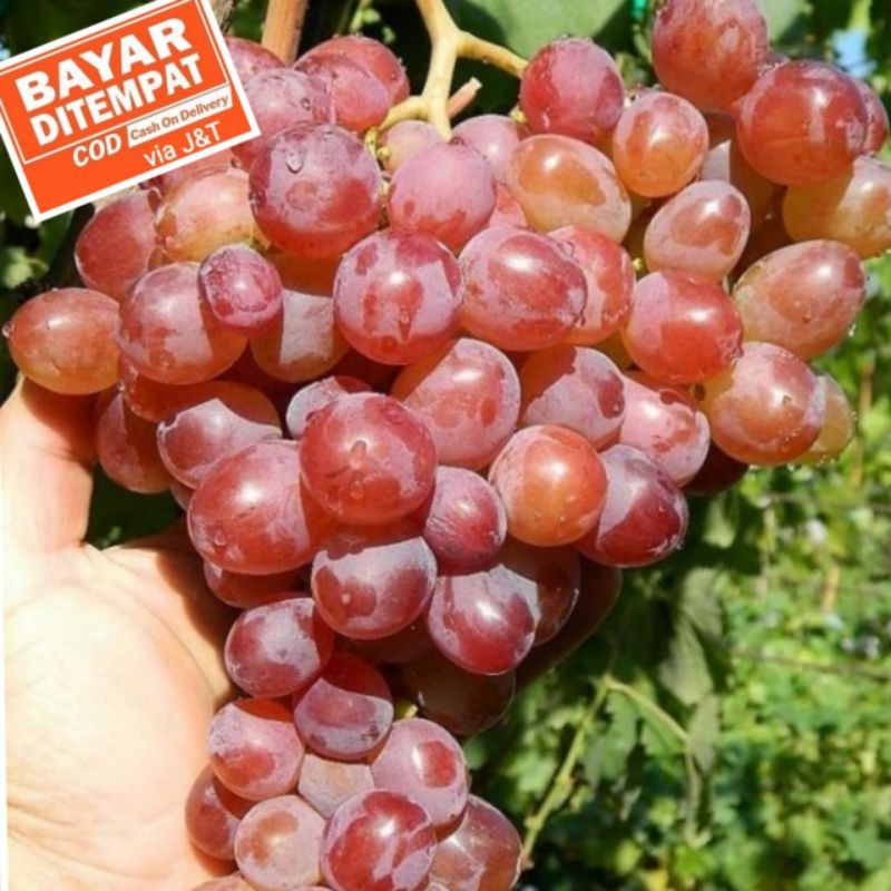 BIBIT ANGGUR NINEL, BIBIT POHON ANGGUR NINEL, BIBIT ANGGUR SUPER