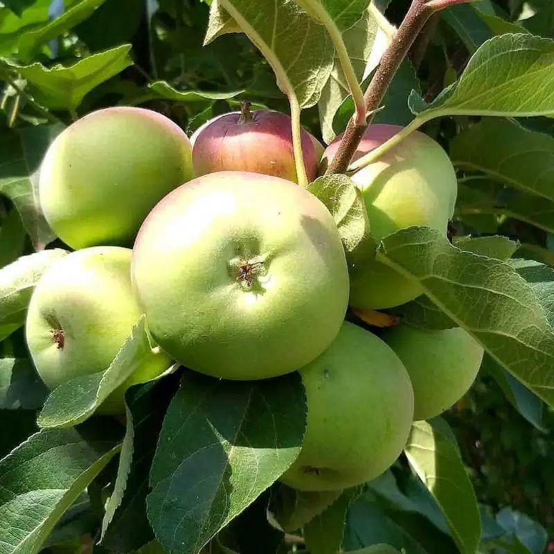 bibit apel manalagi dan apel anna