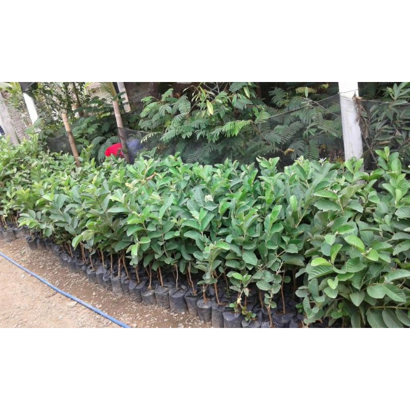 Bibit jambu air kiojok super manis